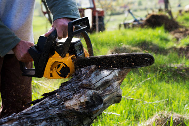 Professional Tree Services in Mayfield, PA